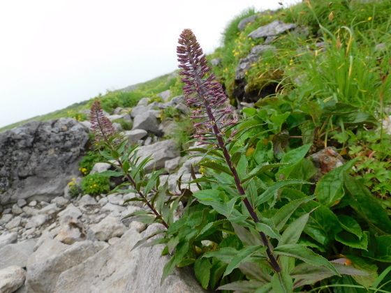 f0118332_21422278.jpg