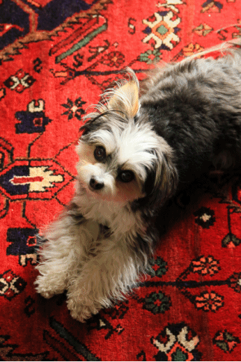c0145250_15503774.gif
