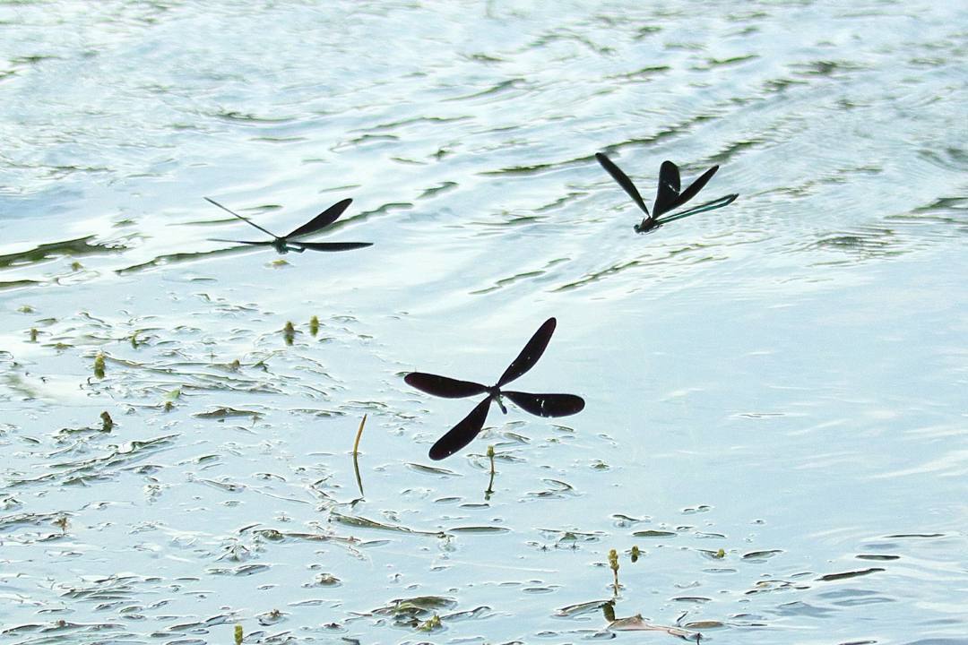 e0403850_01414476.jpg