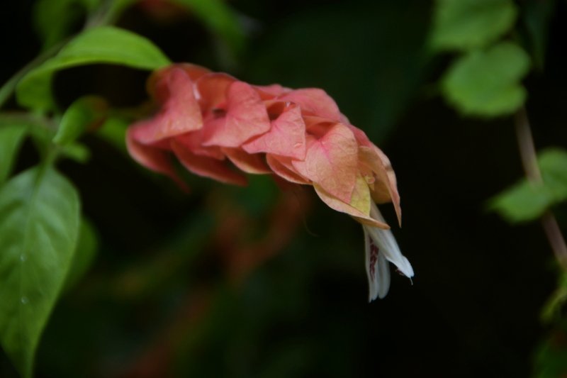 e0354451_06361093.jpg