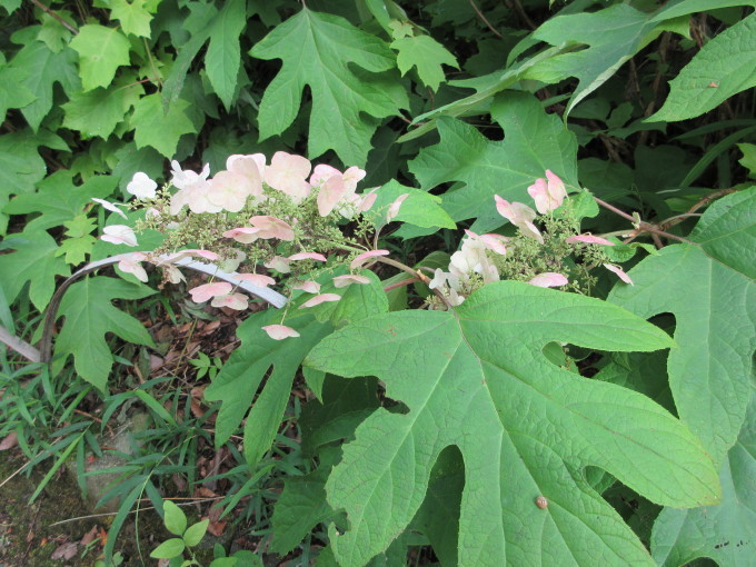 思わぬところで　紫陽花園_d0154954_08470991.jpg