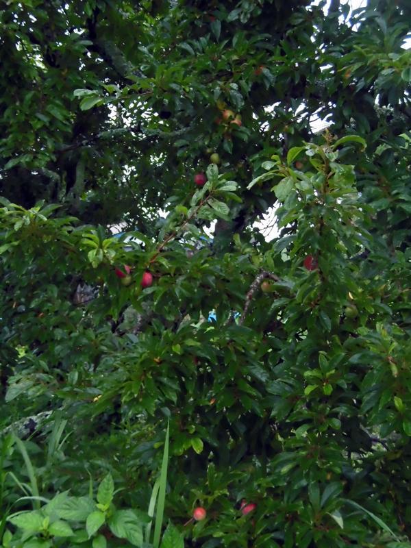 e0024554_21514630.jpg