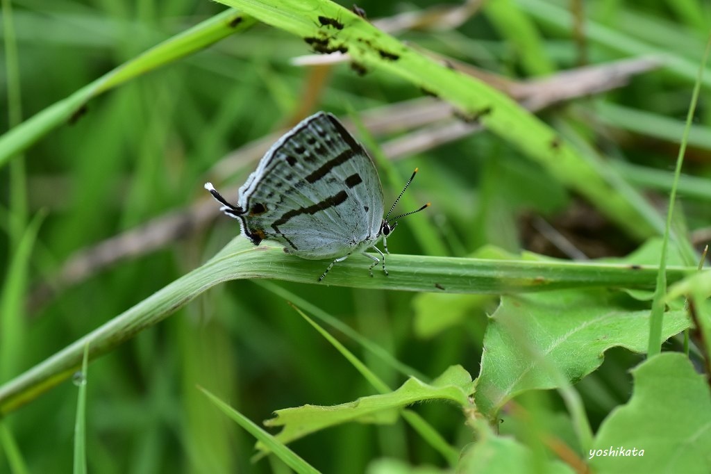 e0367158_11451571.jpg