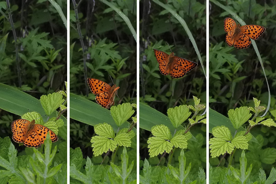 高原の蝶達、ｺｳｹﾞﾝﾋｮｳﾓﾝも舞う(2019/07/13)群馬遠征③_d0387460_10341895.jpg