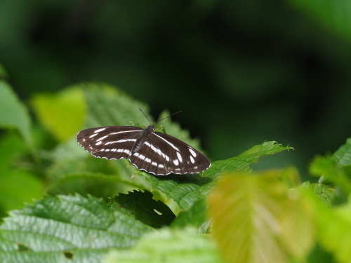 e0305074_17535938.jpg