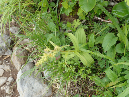 花の焼石岳①（岩手県奥州市）_d0182075_21375143.jpg