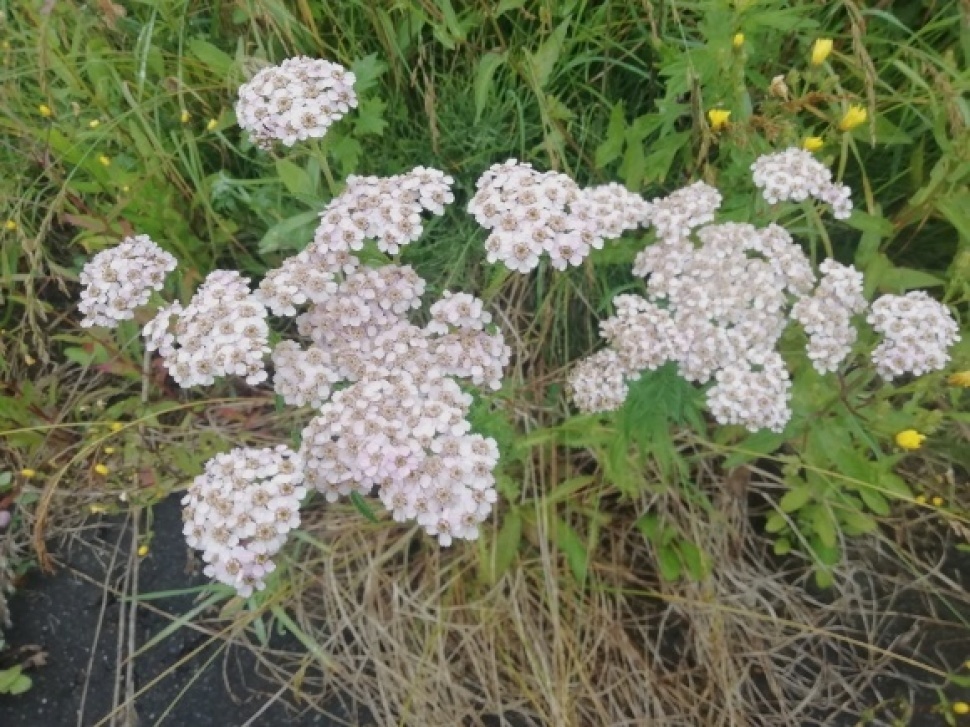 c0212083_16280591.jpg