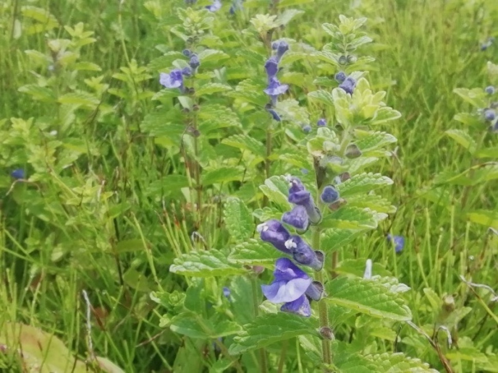 c0212083_16460589.jpg