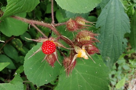 c0229483_9292156.jpg