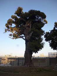 不動産情報、島の樹木(木材について)_f0095585_21451030.jpg