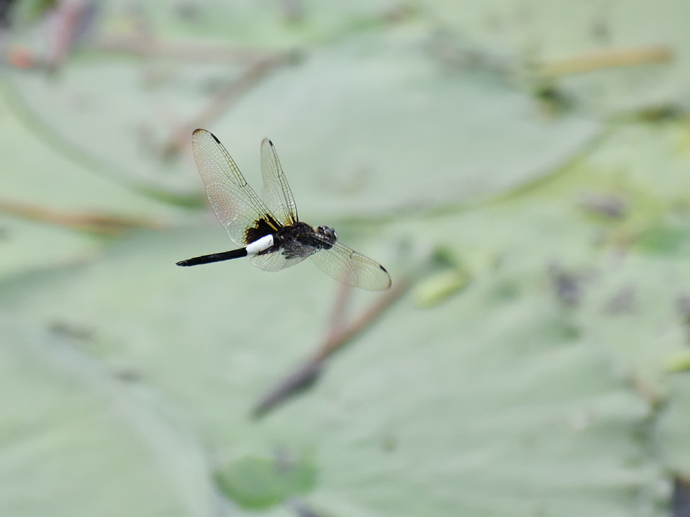 a0143491_01332468.jpg