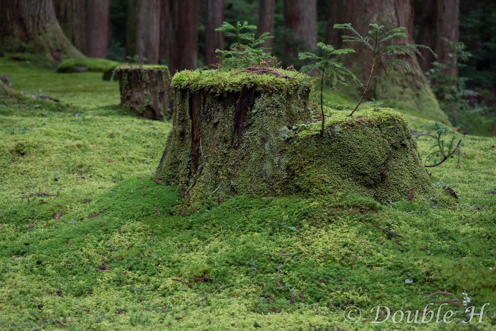 苔に心奪われる_e0401296_00353348.jpg