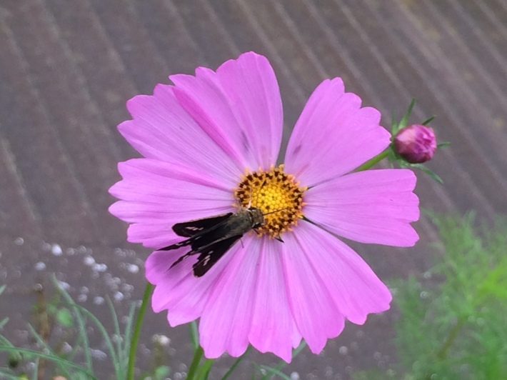 f0201297_08203554.jpg