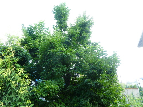 c0108198_14584486.jpg