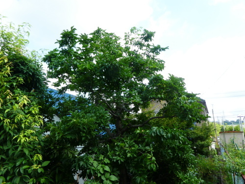 c0108198_14585886.jpg