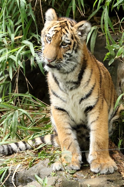 僕は生後５ヵ月半のアムールトラ しょうへいです 多摩動物園 旅プラスの日記