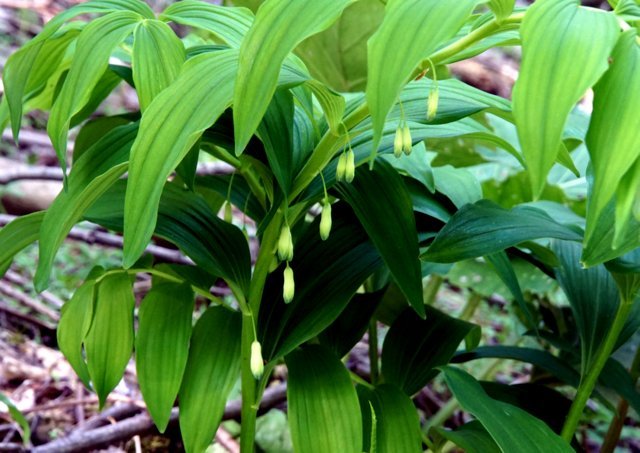 2019年6月2日(日)　　三角山麓（春の花）_a0345007_12135969.jpg