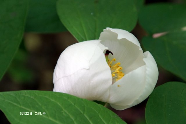 2019年6月2日(日)　　三角山麓（春の花）_a0345007_12395408.jpg