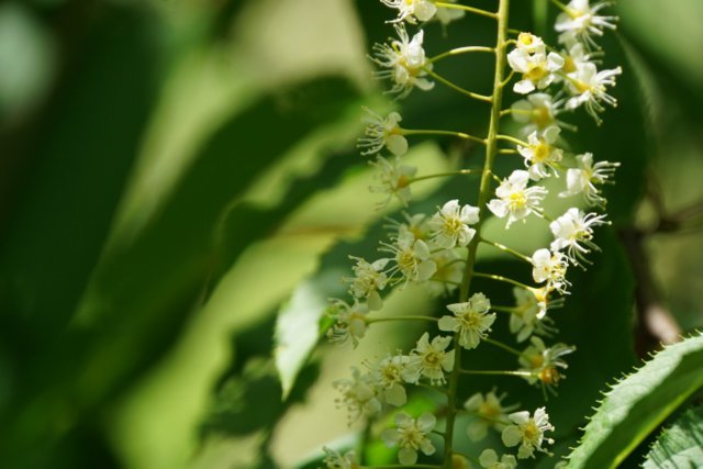 2019年6月2日(日)　　三角山麓（春の花）_a0345007_12481423.jpg