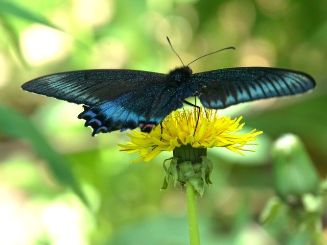 2019年6月2日(日)　　三角山麓（春の花）_a0345007_12484476.jpg