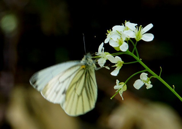 2019年6月2日(日)　　三角山麓（春の花）_a0345007_12493105.jpg