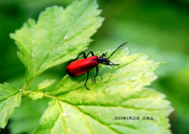 2019年6月2日(日)　　三角山麓（春の花）_a0345007_12504419.jpg