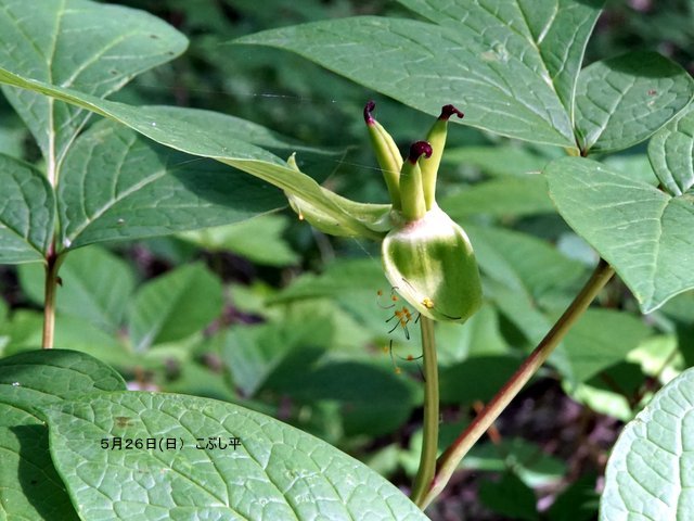 2019年6月2日(日)　　三角山麓（春の花）_a0345007_12525050.jpg