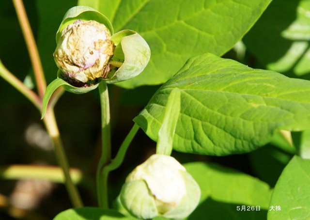 2019年6月2日(日)　　三角山麓（春の花）_a0345007_12545267.jpg