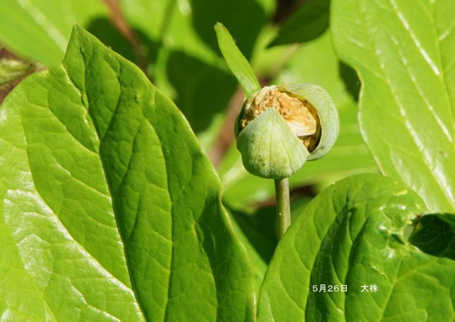 2019年6月2日(日)　　三角山麓（春の花）_a0345007_12550781.jpg