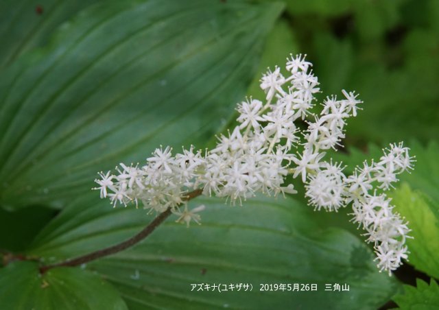 2019年6月2日(日)　　三角山麓（春の花）_a0345007_13021530.jpg