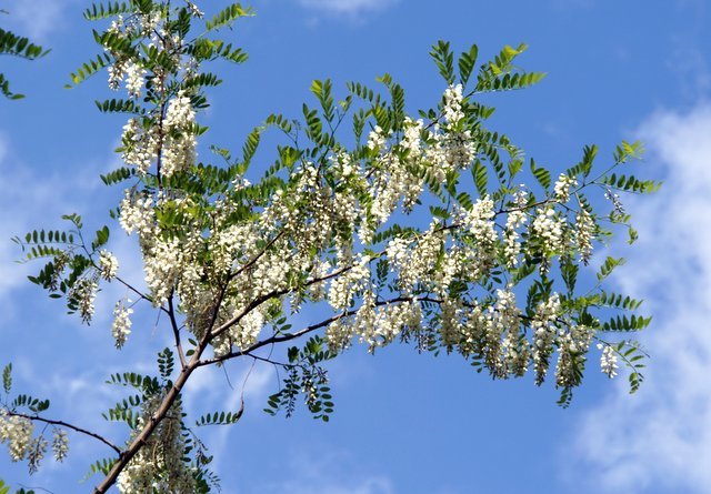 2019年6月2日(日)　　三角山麓（春の花）_a0345007_13103506.jpg