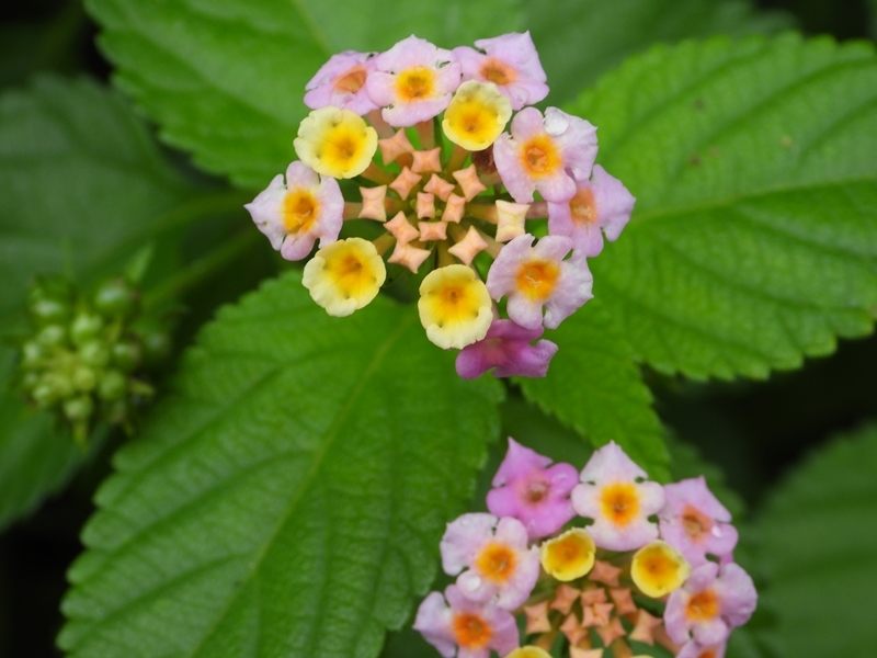 水滴のついた花　他_e0408817_20202136.jpg