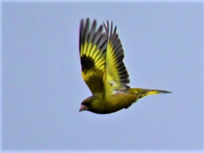 北の森から野鳥便り_d0098721_15401612.jpg