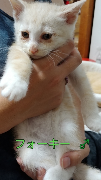 仔猫沢山✧ ٩( ๑•̀o•́๑ )وエイエイオー!!_d0233224_23192514.jpg