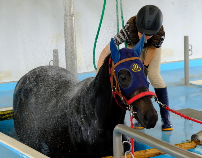 「福島・いわき市 お馬さんの温泉&プール!競走馬リハビリテーションセンター」_a0000029_08531756.jpg