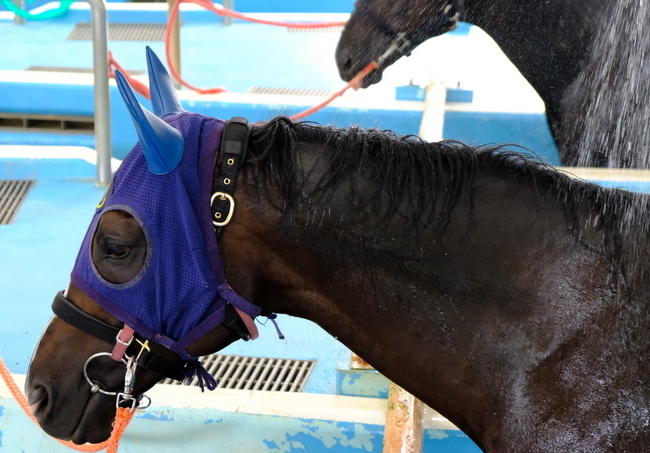 「福島・いわき市 お馬さんの温泉&プール!競走馬リハビリテーションセンター」_a0000029_09183751.jpg
