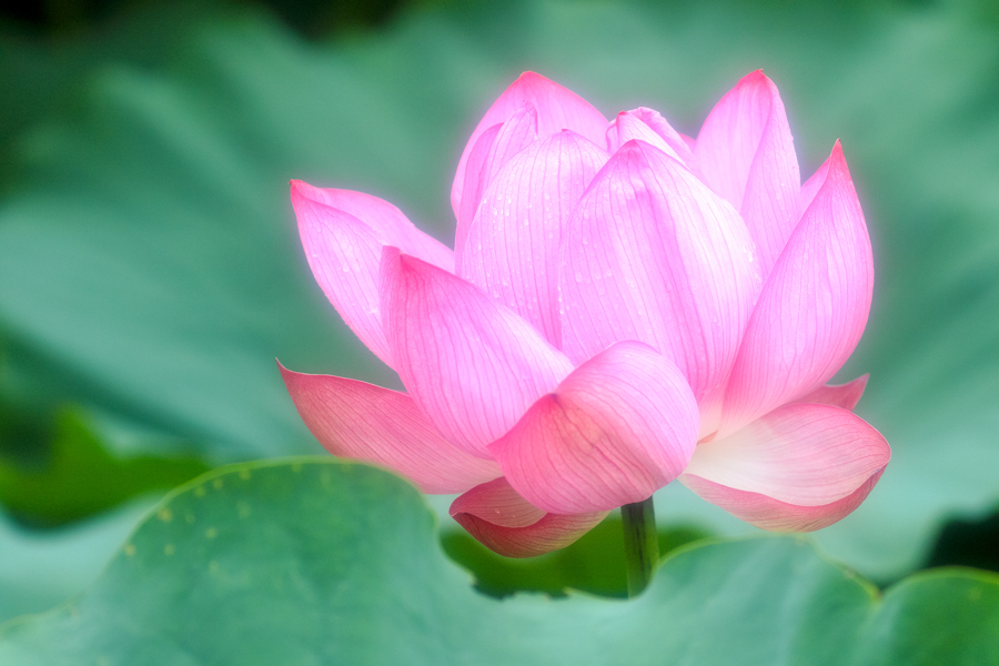 二ツ池の蓮華 やきつべふぉと