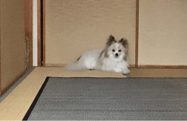 雷とわんこ_e0390962_18144372.gif