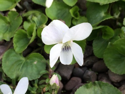 カナダの州花 プリンスエドワード島の四季 カナダの州花 プリンスエドワード島の四季