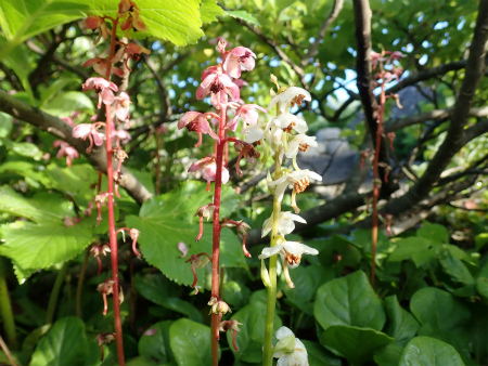 秋田駒ヶ岳（岩手県雫石町）_d0182075_07010439.jpg