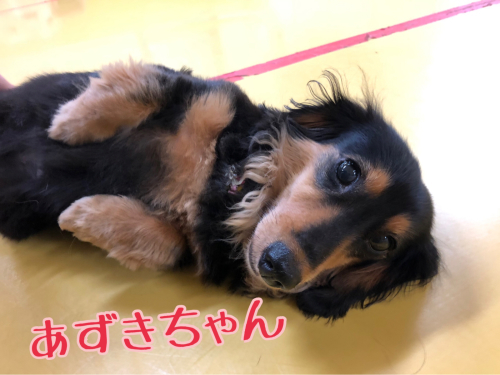 可愛いの詰め合わせ💠_f0357682_10142744.jpg