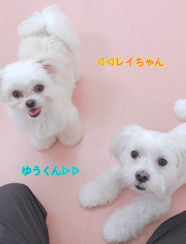 可愛いの詰め合わせ💠_f0357682_10235472.jpg