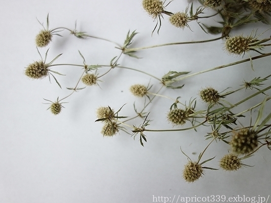 アジサイ・アナベルとのドライフラワー作りと、白花のエリンジュームのその後_c0293787_10194412.jpg