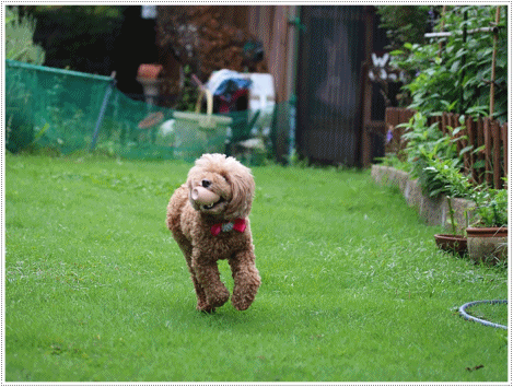 b0175688_20401875.gif