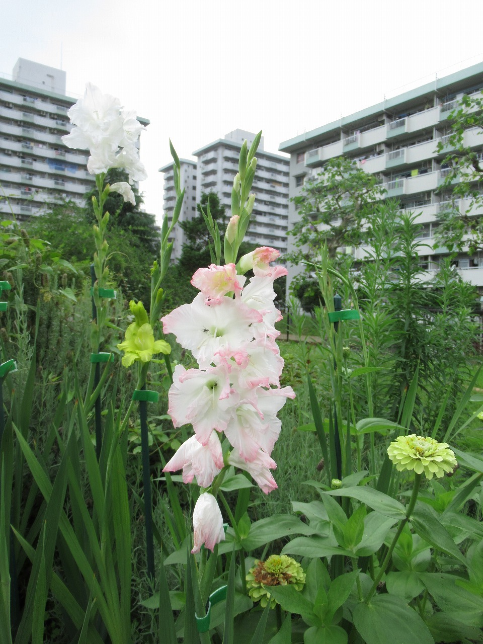 グラジオラスが咲きました 北区立みどりと環境の情報館 エコベルデ