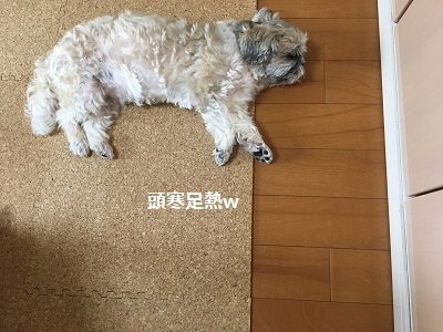 王子の歯石取りと手作りご飯。_f0372998_19300126.jpg
