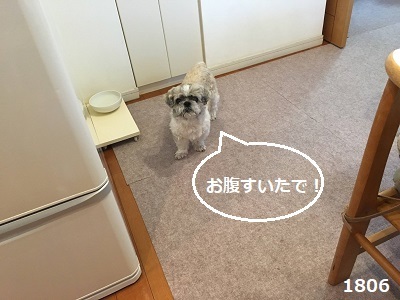 王子の歯石取りと手作りご飯。_f0372998_19302137.jpg