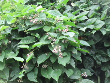 a0203003_10341196.jpg