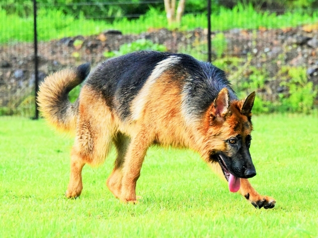 露骨なシェパ子犬_d0360206_00215000.jpg