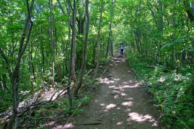 2019年7月８日(月)　　三角山～大倉山～奥三角山(標高354 m)_a0345007_17283292.jpg